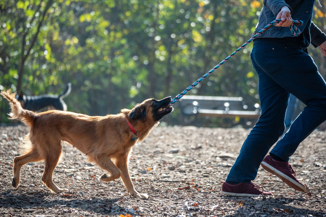 Can You Use a Dog Cooling Mat in a Crate? Safety Guide