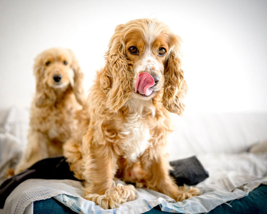 Lick Mats vs Puzzle Feeders: Which Slows Fast Eaters Best?