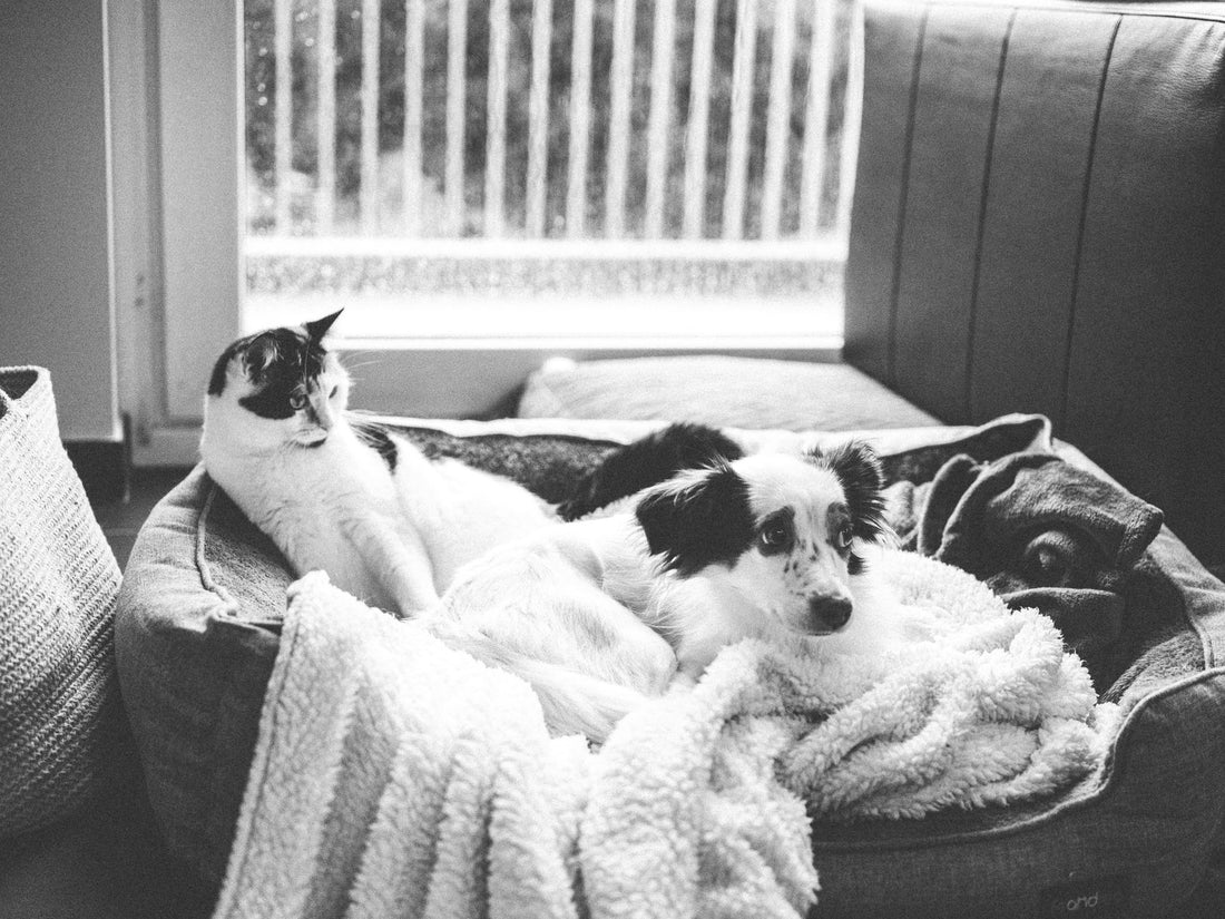 Heated Cat Bed for Outdoors: Winter Shelter & Warmth Guide