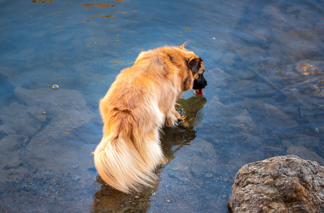 Can You Use a Dog Cooling Mat in a Crate? Safety Guide