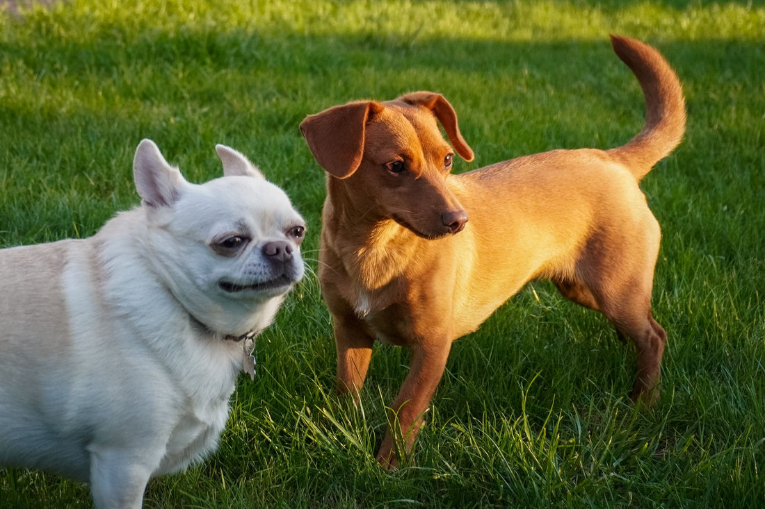 Extra Small Dog Harness Guide for Tiny Dogs