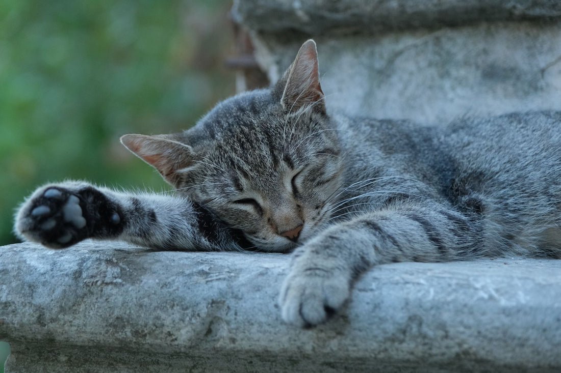 Best Quiet Cat Water Fountain: Silent Picks for Light Sleepers