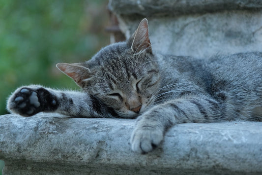 Best Quiet Cat Water Fountain: Silent Picks for Light Sleepers