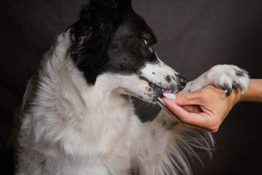 Dog Nail Grinder vs Clippers: Which Calms Anxious Dogs?
