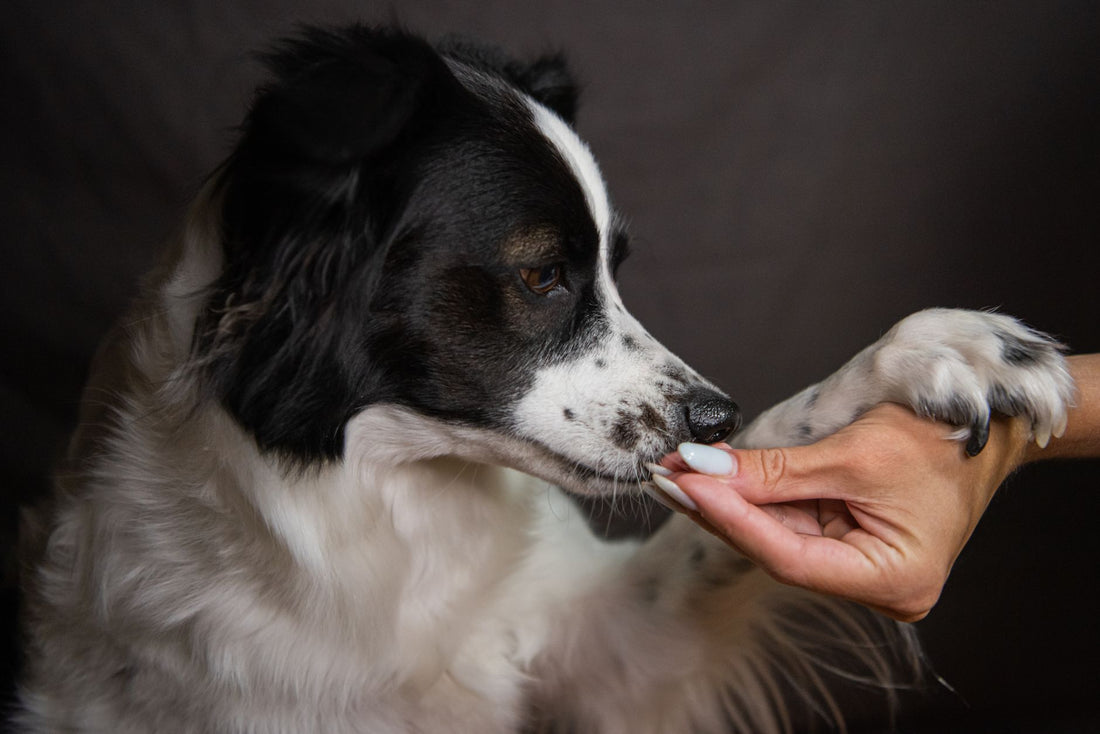 Best Dog Nail Grinder for Quiet, Stress-Free Nail Trims