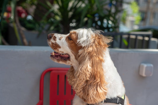 Dog Booster Seat vs Harness: Which Is Safer for Small Dogs?
