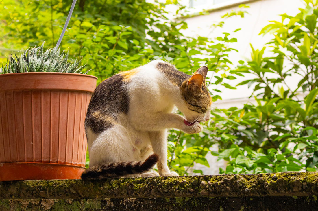 How Often Should You Clean a Cat Water Fountain? (Maintenance Guide)