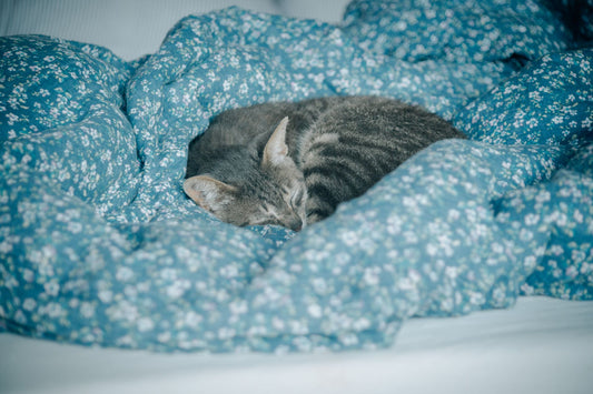 Best Cat Bed for Indoor Cats: Donut, Cave, or Mat — What Your Cat Actually Prefers