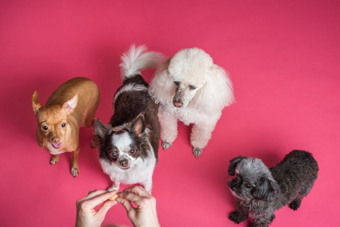 Treat Dispensers vs Lick Mats: Which Stops Fast Eating & Builds Portion Control?