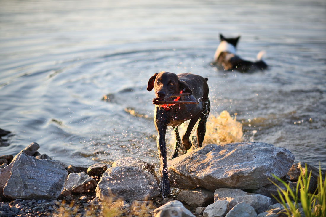 Best Water Bowl for Active Dogs: Keep Your Pup Hydrated