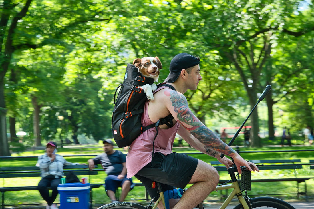 Backpack Carrier with Leg Holes: Comfort, Safety & Fit for Small Dogs