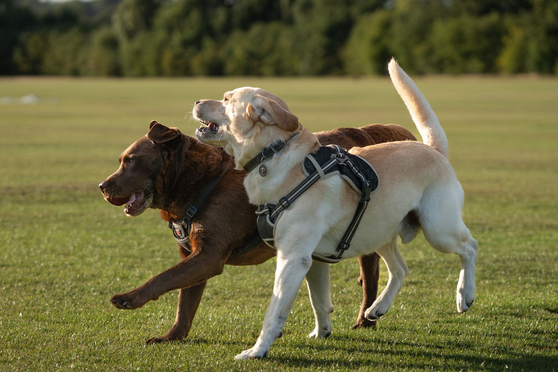 Dog Harness Fit by Size & Breed: Daily Walking Safety Guide