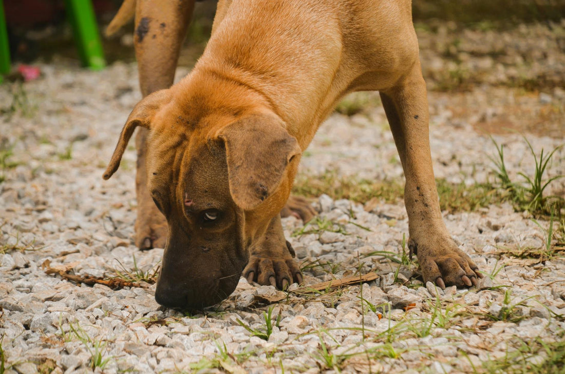 Snuffle Mats for Dogs: What They Are, Why They Work, and How to Use One