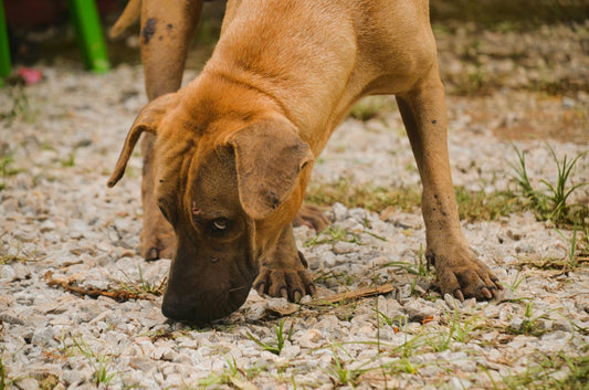 Snuffle Mats for Dogs: What They Are, Why They Work, and How to Use One