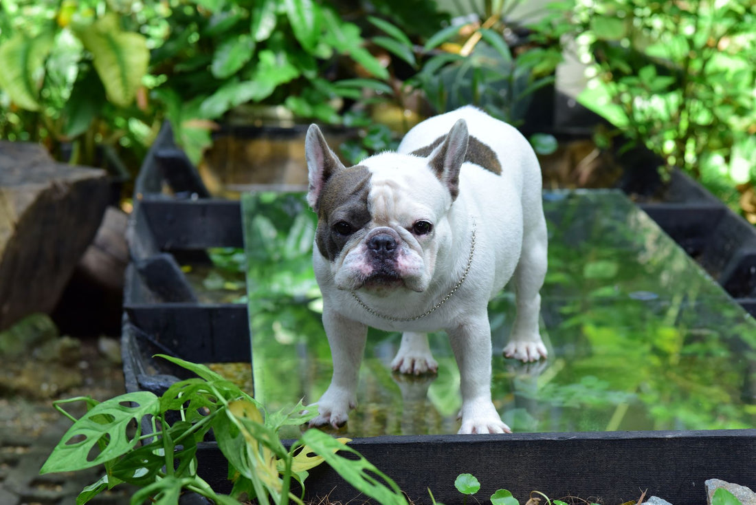 How to Keep a French Bulldog Cool in Summer (Vet-Informed)