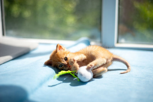 Smart and Electronic Pet Toys: Are They Worth It for Cats and Dogs?