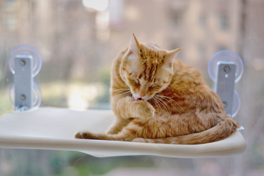 Suction Cup Cat Toys for Windows: Best Enrichment for Bored Indoor Cats