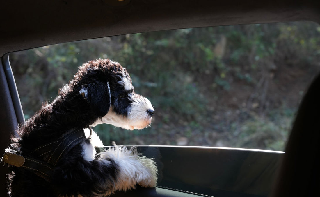 Dog Car Harness vs Booster Seat: Which Keeps Your Pup Safe?