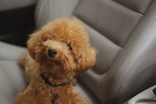 What Size Dog Car Seat Do I Need? A Weight and Breed Guide