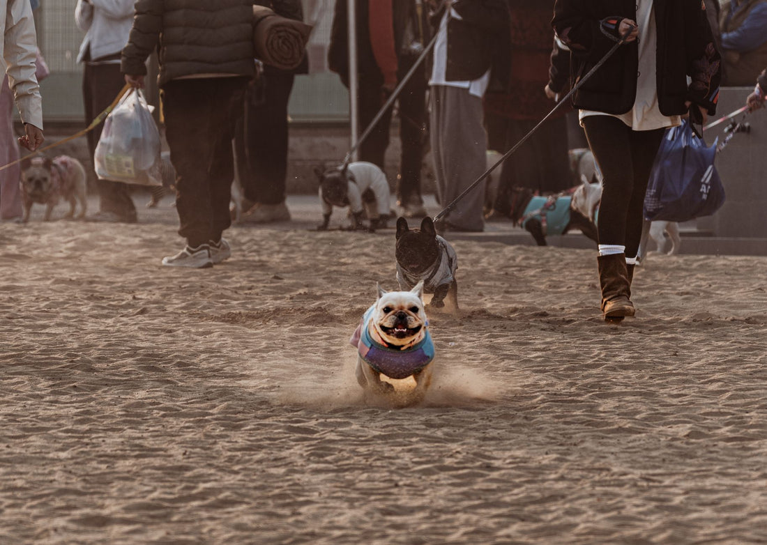 Dog Running Leash and Car Safety: A Summer Travel Setup for Active Dogs