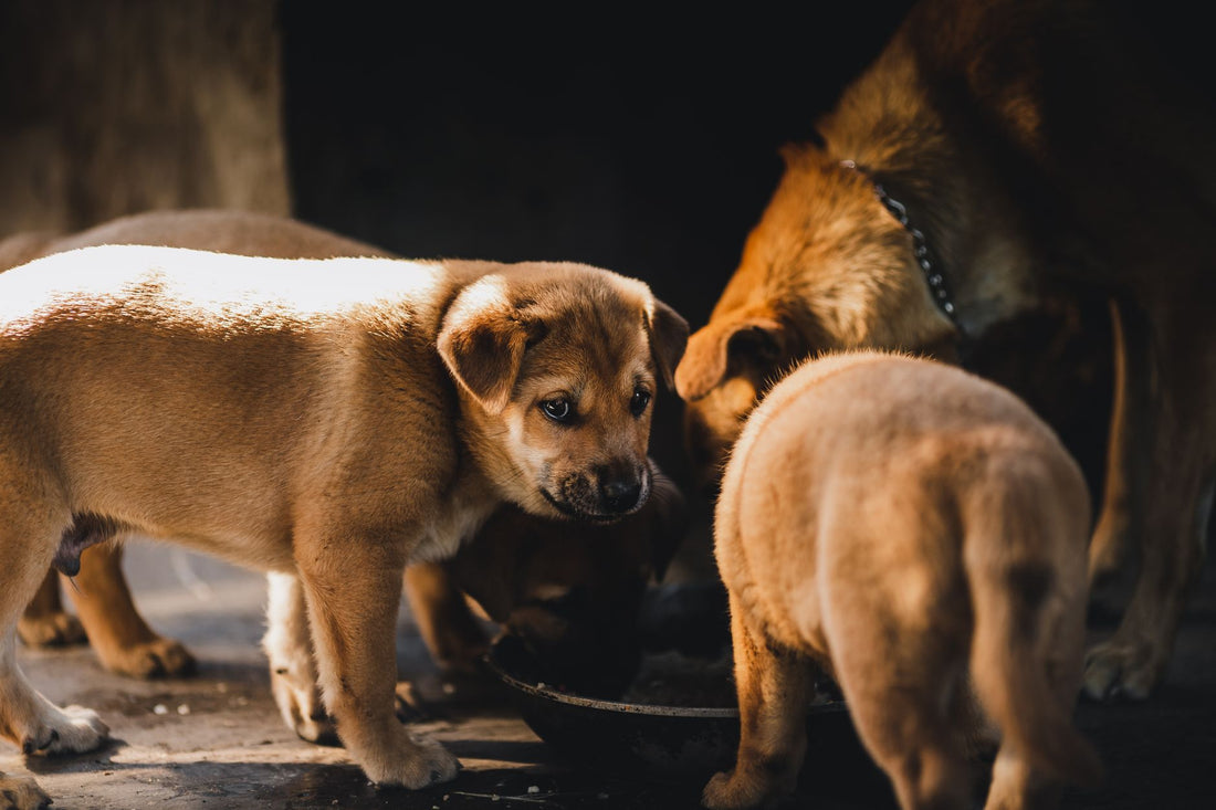 Can Dogs Eat Frozen Treats? Safe Summer Alternatives