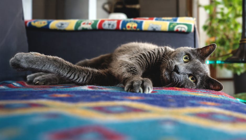 How to Keep Your Cat Cool in Summer: 6 Methods That Actually Work