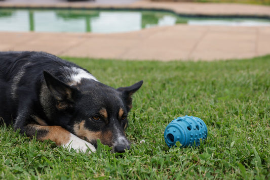 Puzzle Feeders vs Lick Mats: Which Slows Fast Eaters & Enriches Pets?