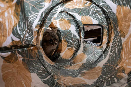 How to Keep Indoor Cats Entertained: 7 Ways to Prevent Boredom