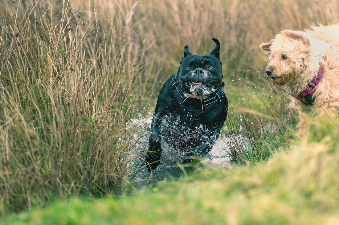 Escape-Proof Dog Harness Fit by Breed & Pulling: Daily Safety