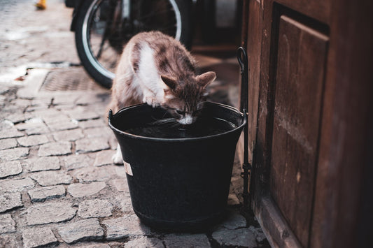 Cat Not Drinking Enough Water? Why a Pet Water Fountain Helps