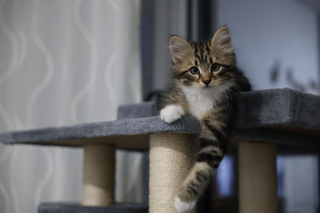 How to Choose a Cat Tree: The Complete Buyer's Guide