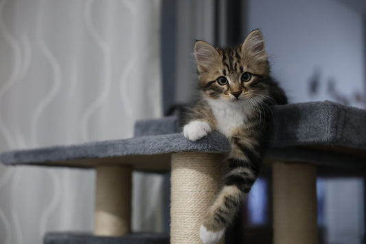 How to Choose a Cat Tree: The Complete Buyer's Guide