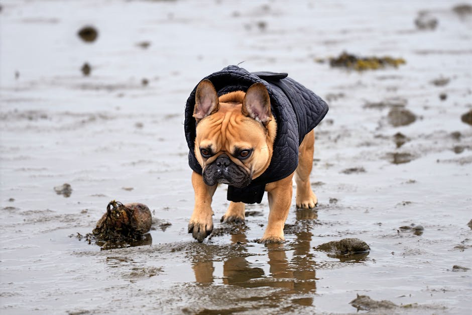 Best Dog Raincoat for French Bulldogs: What to Look For