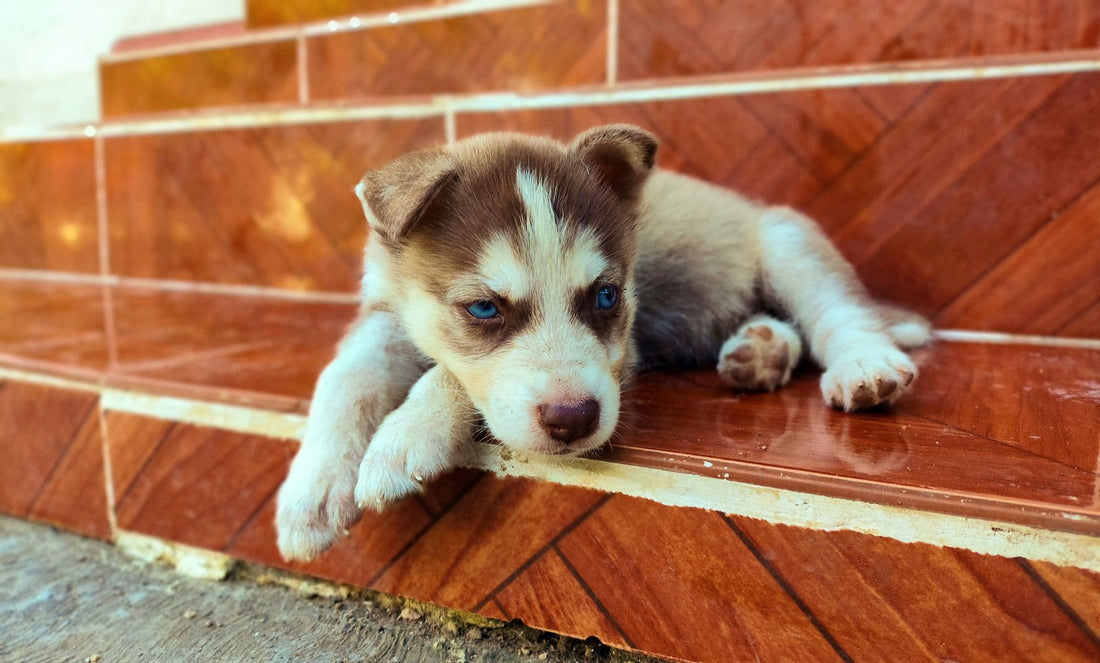 Best Dog Stairs & Ramps for Puppies & Senior Dogs: Joint Support Guide