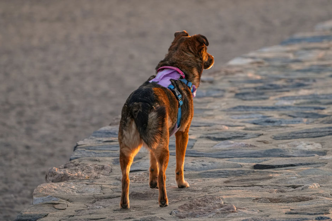 Dog Harness Sizing by Breed & Pulling Behavior: Escape-Proof Fit Guide