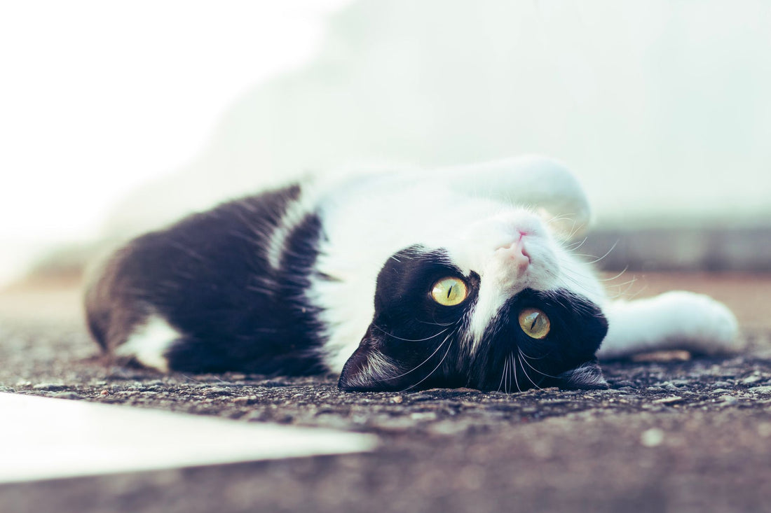Why Does My Cat Knock Over Their Water Bowl? (Solutions)