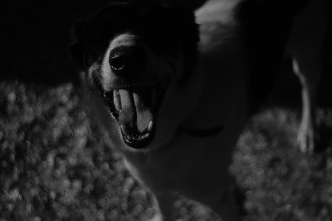 Why Does My Dog Pant at Night? Causes & Solutions