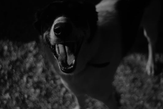 Why Does My Dog Pant at Night? Causes & Solutions