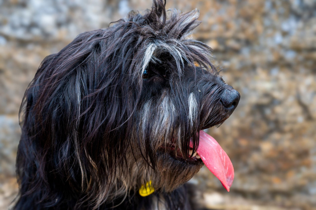 Why Does My Dog Pant at Night? Causes & When to Worry
