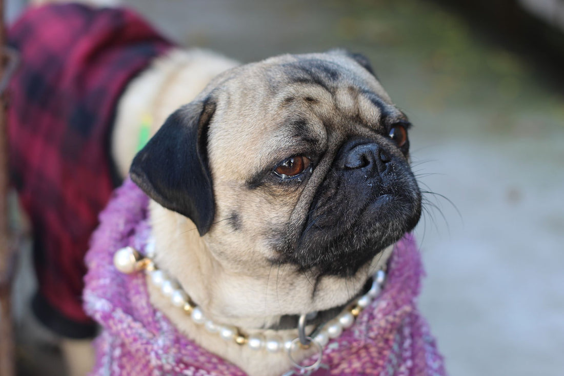 How to Choose a Plaid Dog Collar with a Bow