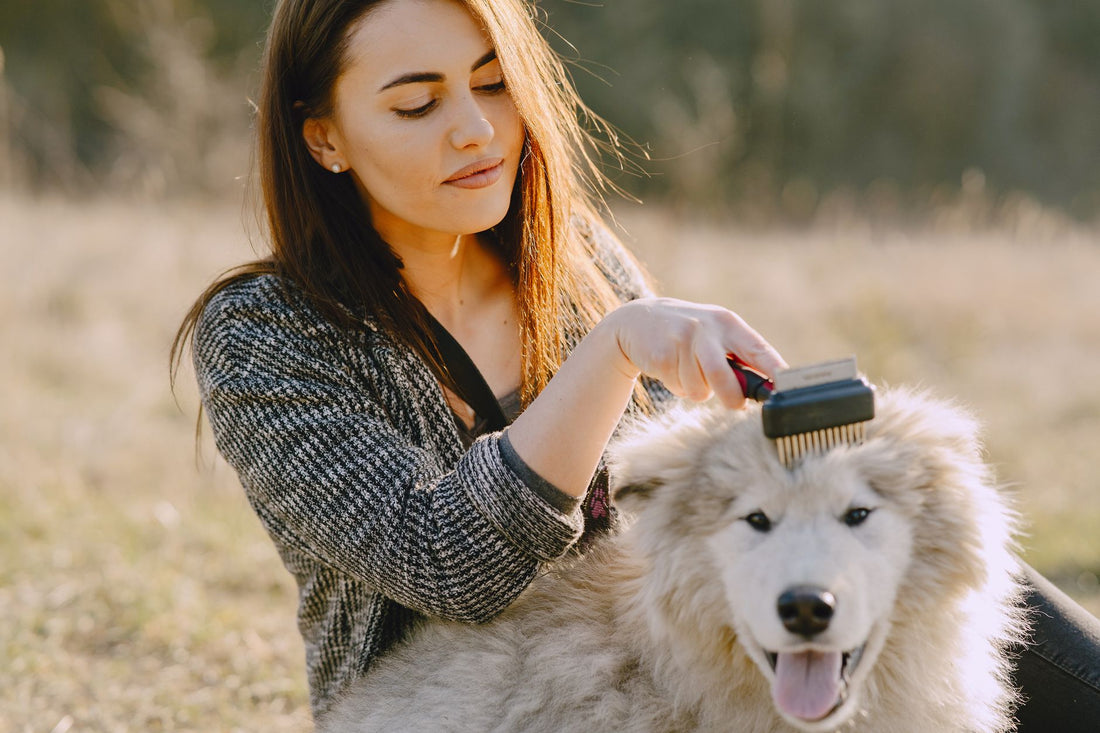 Deshedding Gloves vs Brushes: Which Works for Sensitive Dogs?