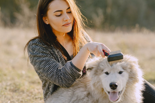 Deshedding Gloves vs Brushes: Which Works for Sensitive Dogs?
