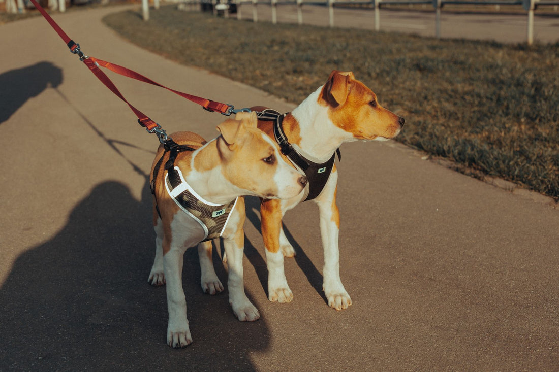 Best No-Pull Harness for Your Dog: A Complete Buyer's Guide