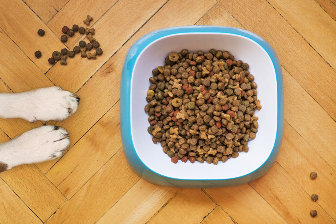 Best Dog Food Bowl to Prevent Bloat: Slow Feeder vs Standard