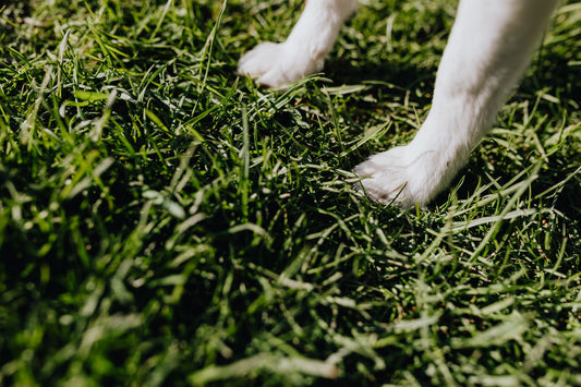 Complete Dog Paw Care & At-Home Grooming Routine Guide