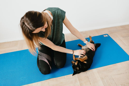 Gel Cooling Mat for Large Dogs: Crate-Safe Summer Pad Guide