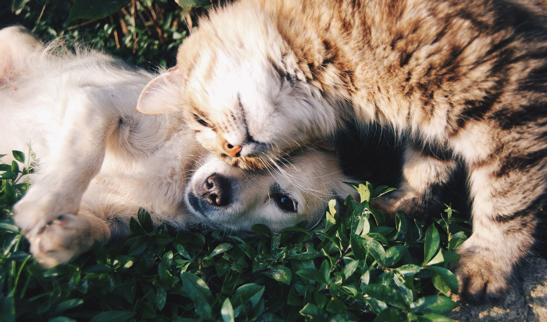 Best Cat Treat Puzzles: Stop Boredom & Destructive Scratching