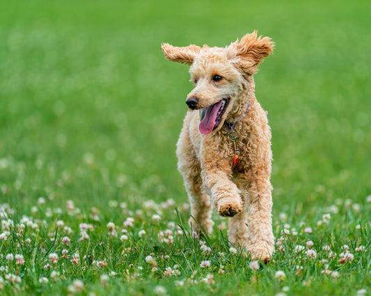 How to Keep Your Dog Cool in Summer: 7 Essential Tips