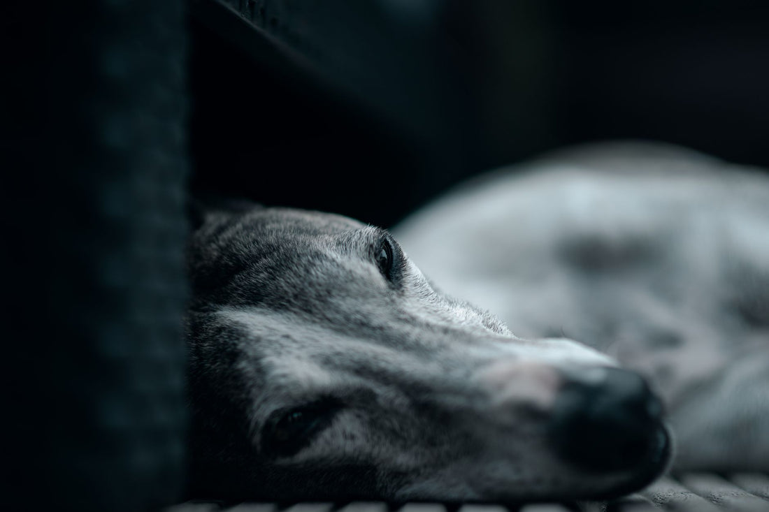 How to Calm an Anxious Dog: Proven Products and Techniques