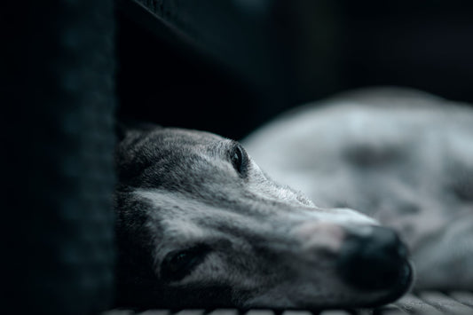 How to Calm an Anxious Dog: Proven Products and Techniques